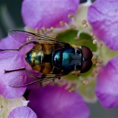 Austalis copiosa at Florey, ACT - suppressed