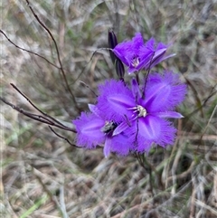 Thysanotus tuberosus subsp. tuberosus (Common Fringe-lily) at Wamboin, NSW - 19 Nov 2024 by Komidar