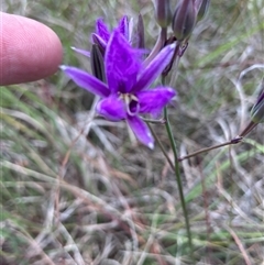 Thysanotus tuberosus subsp. tuberosus at Wamboin, NSW - 19 Nov 2024