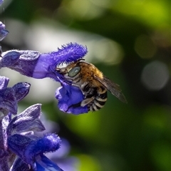 Amegilla (Zonamegilla) asserta (Blue Banded Bee) at Murrumbateman, NSW - 19 Nov 2024 by amiessmacro