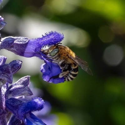 Amegilla (Zonamegilla) asserta (Blue Banded Bee) at Murrumbateman, NSW - 19 Nov 2024 by amiessmacro