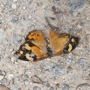 Heteronympha merope at Kangaroo Valley, NSW - 19 Nov 2024 03:09 PM