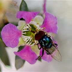 Psilota sp. (genus) (Hover fly) at Florey, ACT - 14 Nov 2024 by KorinneM