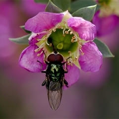 Psilota sp. (genus) at Florey, ACT - suppressed