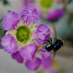 Psilota sp. (genus) at Florey, ACT - suppressed