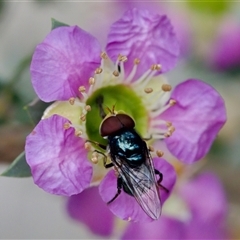 Psilota sp. (genus) at Florey, ACT - suppressed