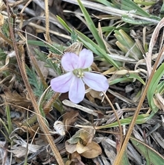 Erodium cicutarium (Common Storksbill, Common Crowfoot) at Theodore, ACT - 19 Nov 2024 by Waterlilly