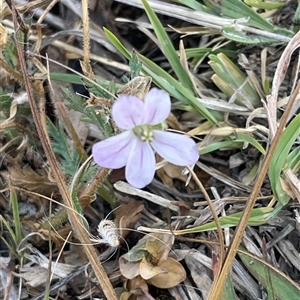 Erodium cicutarium at Theodore, ACT - 19 Nov 2024