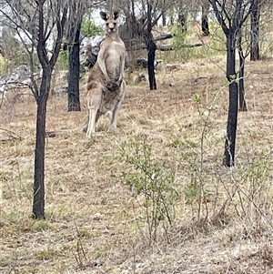 Macropus giganteus at Conder, ACT - 19 Nov 2024 08:56 AM