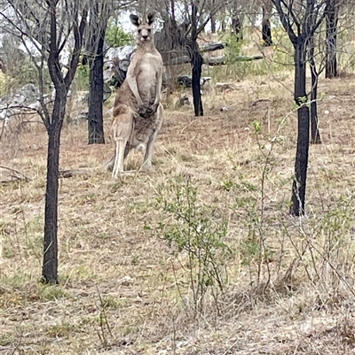 Macropus giganteus (Eastern Grey Kangaroo) at Conder, ACT - 18 Nov 2024 by Waterlilly