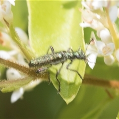 Eleale simplex (Clerid beetle) at Hawker, ACT - 17 Nov 2024 by AlisonMilton