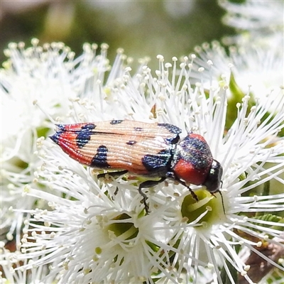 Castiarina mustelamajor (A jewel beetle) at Acton, ACT - 19 Nov 2024 by HelenCross