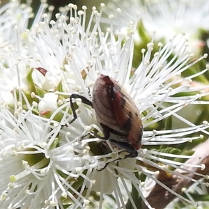 Castiarina mustelamajor at Acton, ACT - 19 Nov 2024