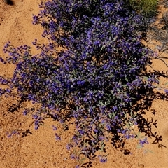 Unverified Other Shrub at Leinster, WA - 14 Sep 2024 by Paul4K