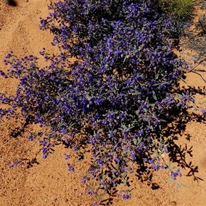 Unidentified Other Shrub at Leinster, WA by Paul4K