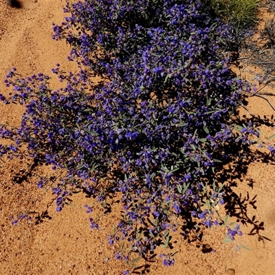 Unidentified Other Shrub at Leinster, WA - 14 Sep 2024 by Paul4K