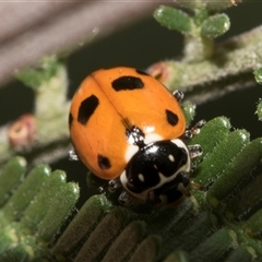 Hippodamia variegata (Spotted Amber Ladybird) at Fraser, ACT - 18 Nov 2024 by AlisonMilton