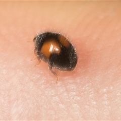 Diomus notescens (Little two-spotted ladybird) at Hawker, ACT - 18 Nov 2024 by AlisonMilton