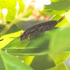 Unidentified Earwig (Dermaptera) at Hawker, ACT - 17 Nov 2024 by AlisonMilton