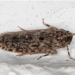 Unidentified Leafhopper or planthopper (Hemiptera, several families) at Melba, ACT - 16 Nov 2024 by kasiaaus