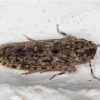 Unidentified Leafhopper or planthopper (Hemiptera, several families) at Melba, ACT - 16 Nov 2024 by kasiaaus