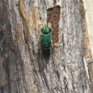 Chrysididae (family) at Goulburn, NSW - 19 Nov 2024 02:08 PM