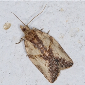 Epiphyas postvittana (Light Brown Apple Moth) at Melba, ACT by kasiaaus