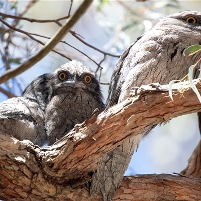 Podargus strigoides (Tawny Frogmouth) at Hawker, ACT - 13 Nov 2024 by AlisonMilton