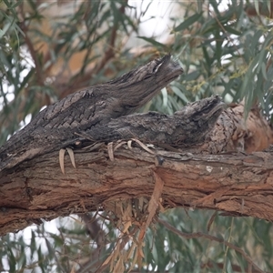 Podargus strigoides at Hawker, ACT - 13 Nov 2024