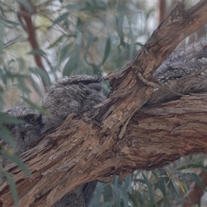 Podargus strigoides at Hawker, ACT - 13 Nov 2024