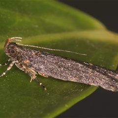 Ardozyga undescribed species near deltodes at Melba, ACT - 17 Nov 2024 09:04 PM