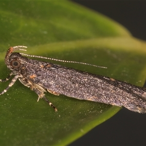 Ardozyga undescribed species near deltodes at Melba, ACT - 17 Nov 2024