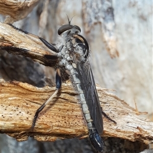 Cerdistus sp. (genus) (Slender Robber Fly) at Goulburn, NSW by glbn1