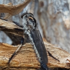 Cerdistus sp. (genus) at Goulburn, NSW - 19 Nov 2024 10:38 AM