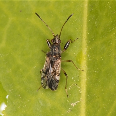 Remaudiereana inornata at Melba, ACT - 17 Nov 2024 by kasiaaus