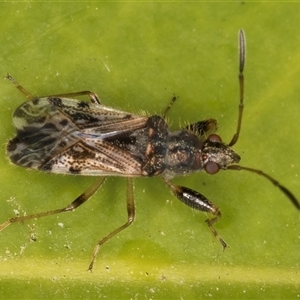 Remaudiereana inornata at Melba, ACT - 17 Nov 2024