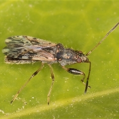 Remaudiereana inornata at Melba, ACT - 17 Nov 2024