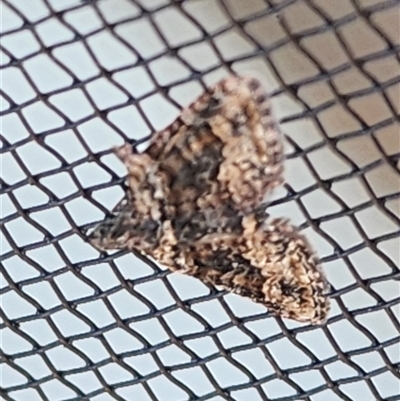 Phrissogonus laticostata (Apple looper moth) at Gundaroo, NSW - 19 Nov 2024 by Gunyijan