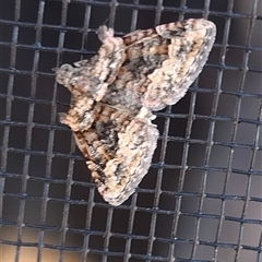 Phrissogonus laticostata at Gundaroo, NSW - 19 Nov 2024