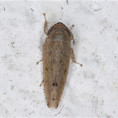 Deltocephalinae sp. (sub-family) (A leafhopper) at Melba, ACT - 17 Nov 2024 by kasiaaus