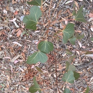 Brachychiton populneus subsp. populneus at Garran, ACT - 13 Nov 2024