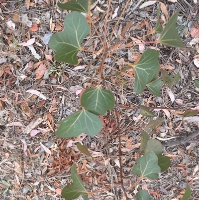 Brachychiton populneus subsp. populneus (Kurrajong) at Garran, ACT - 13 Nov 2024 by ruthkerruish