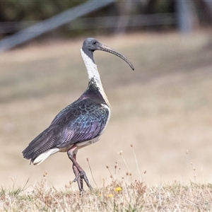 Threskiornis spinicollis at Dunlop, ACT - 19 Nov 2024