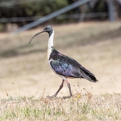 Threskiornis spinicollis at Dunlop, ACT - 19 Nov 2024