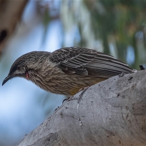 Anthochaera carunculata at Dunlop, ACT - 19 Nov 2024