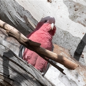 Eolophus roseicapilla (Galah) at Fraser, ACT by AlisonMilton