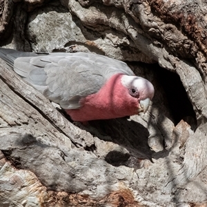 Eolophus roseicapilla at Fraser, ACT - 19 Nov 2024