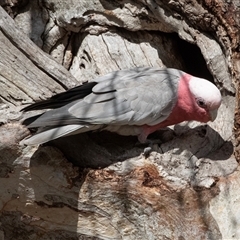 Eolophus roseicapilla at Fraser, ACT - 19 Nov 2024 08:55 AM