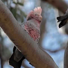 Eolophus roseicapilla (Galah) at Dunlop, ACT - 19 Nov 2024 by AlisonMilton