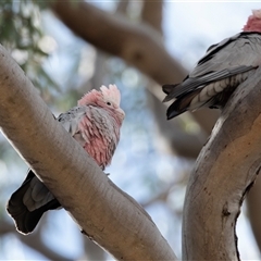 Eolophus roseicapilla at Dunlop, ACT - 19 Nov 2024